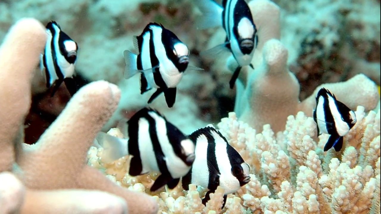 Cá Rô Đá – Three Four Stripe Damselfish