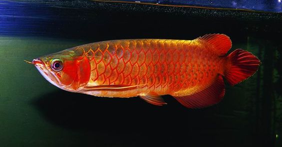 Cá Rồng Golden Red