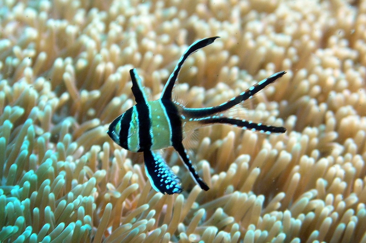 Cá Sơn Banggai Kaudern’s Cardinal Fish