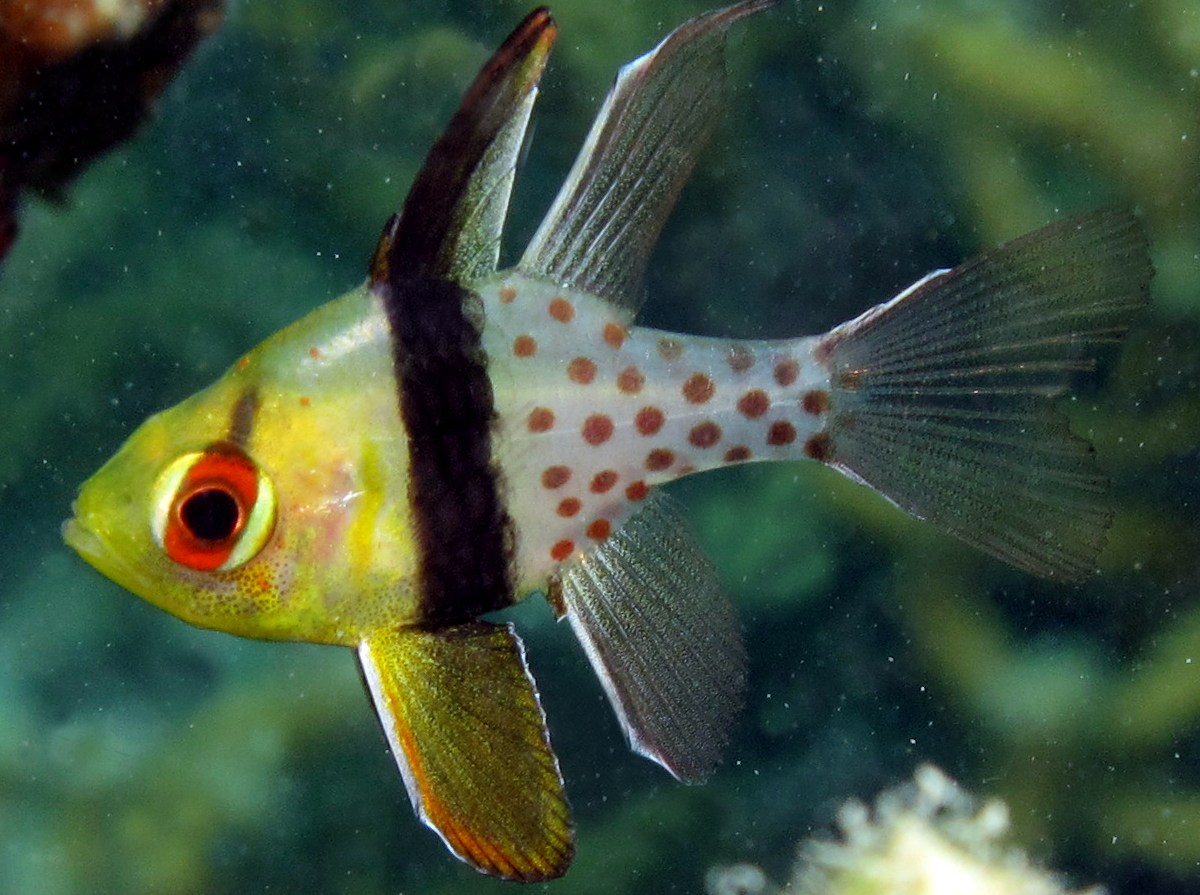 Cá Sơn Mắt Đỏ Redeye Cardinal Fish