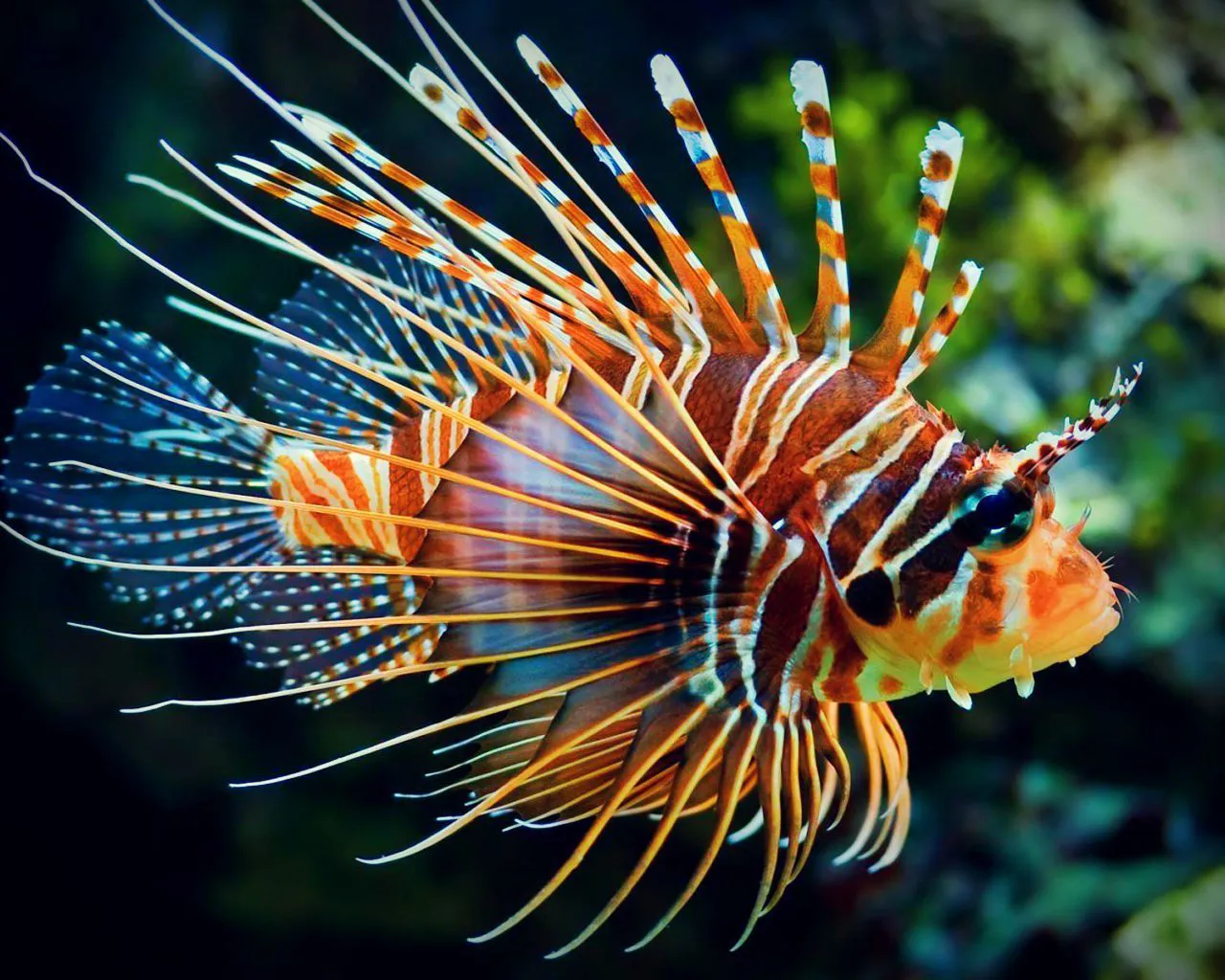 Cá Sư Tử - Cá Mao Tiên Lionfish