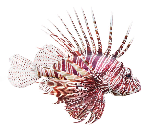 Cá Sư Tử - Cá Mao Tiên Lionfish