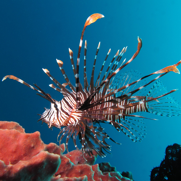 Cá Sư Tử - Cá Mao Tiên Lionfish