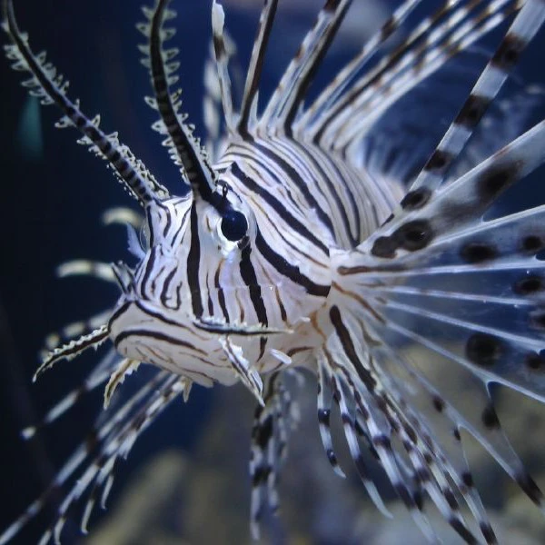 Cá Sư Tử - Cá Mao Tiên Lionfish