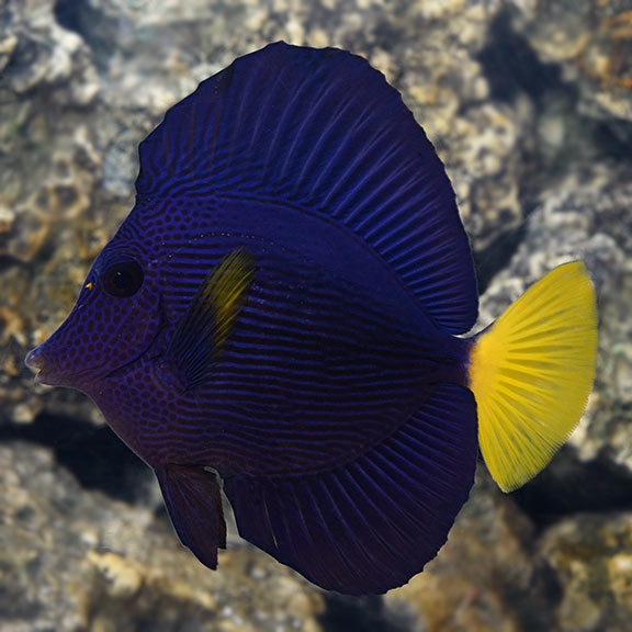 Cá Tang Tím – Purple Tang