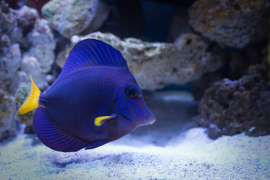 Cá Tang Tím – Purple Tang