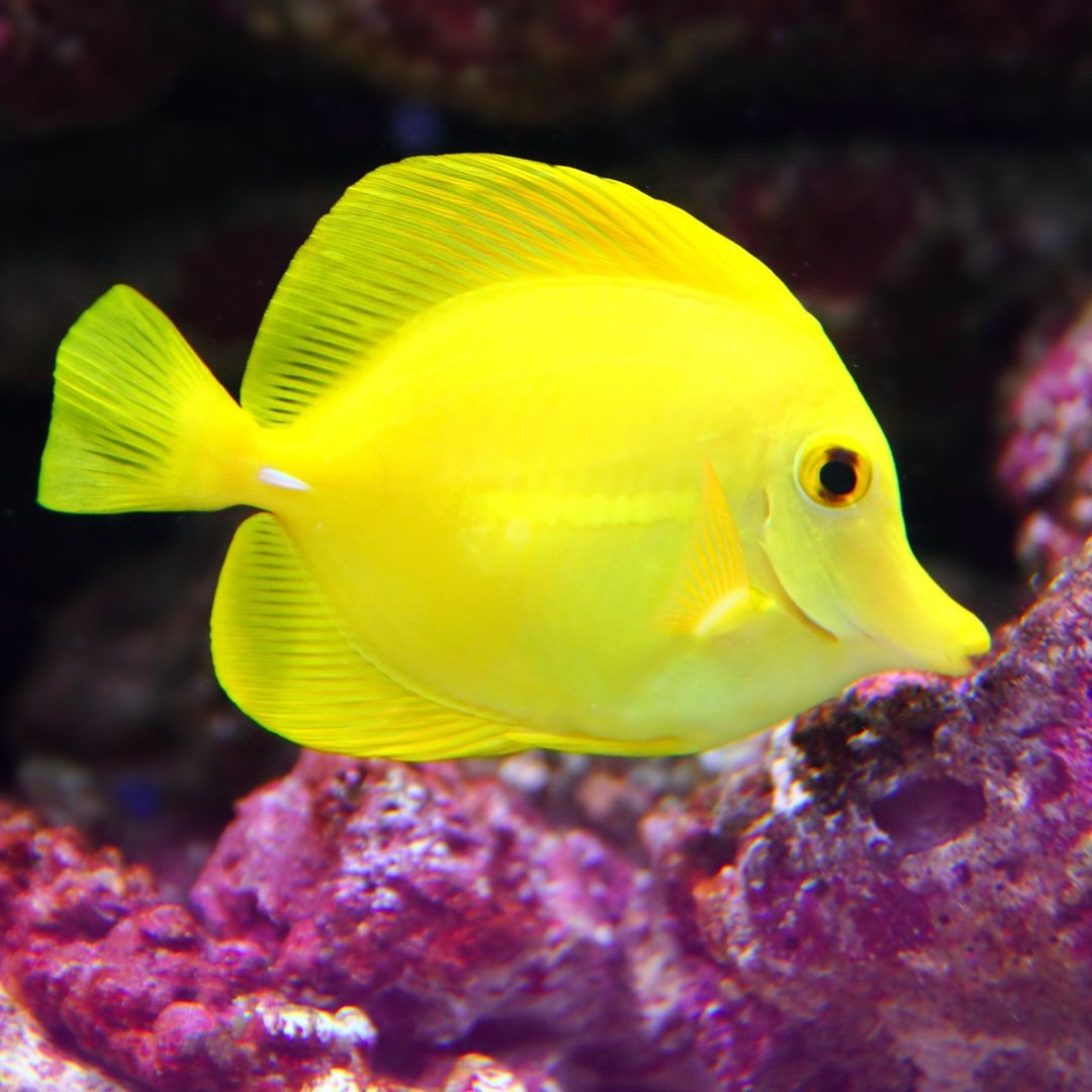 Cá Tang Vàng Yellow Tang