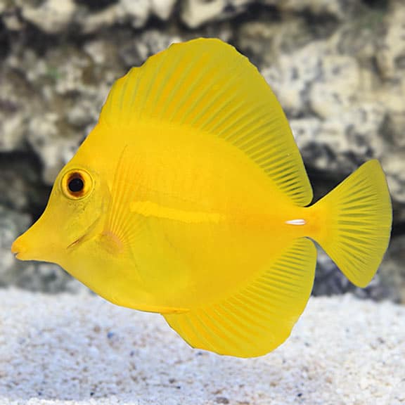 Cá Tang Vàng Yellow Tang 