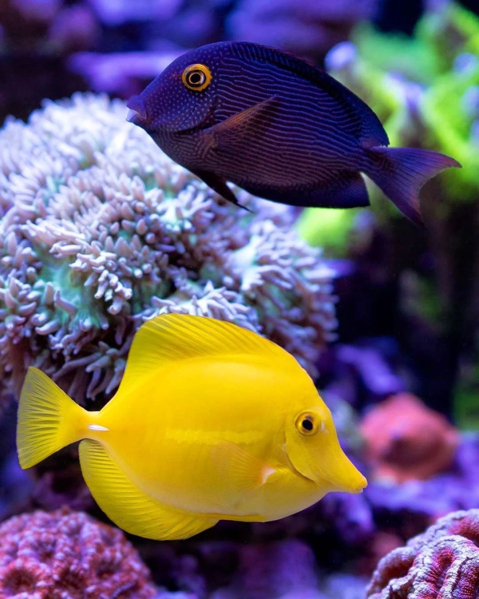 Cá Tang Vàng Yellow Tang