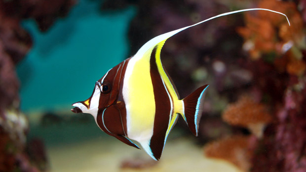 Cá Thù Lù Moorish Idol