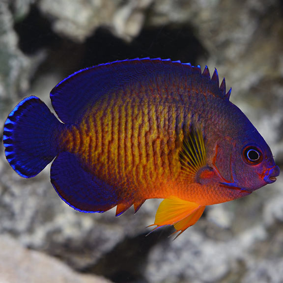 Cá Thiên Thần Sim TÍM - CORAL BEAUTY ANGELFISH