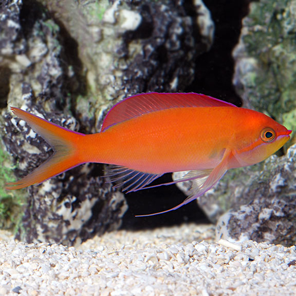 Cá Thia Hồng – Anthias