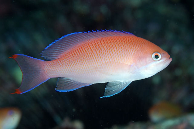 Cá Thia Hồng – Anthias