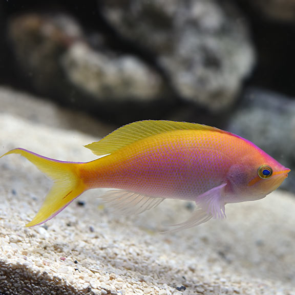 Cá Thia Hồng – Anthias