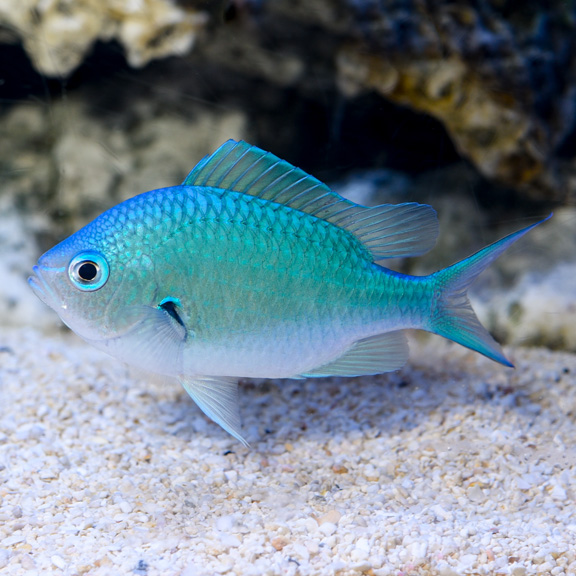 Cá Thia Lá Mạ Blue Green Chromis