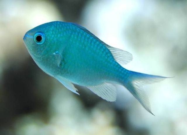 Cá Thia Lá Mạ Blue Green Chromis