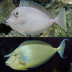 Cá Unicon Tang – Bluespine Unicorn Tang