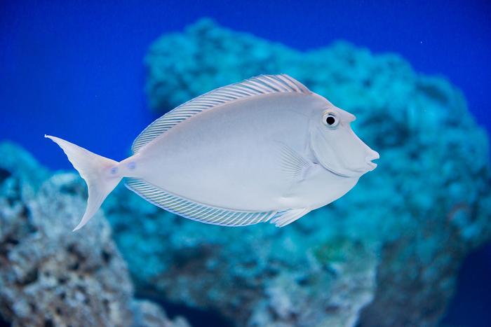 Cá Unicon Tang – Bluespine Unicorn Tang