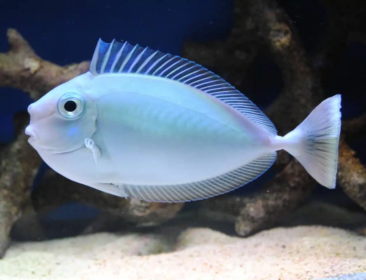 Cá Unicon Tang – Bluespine Unicorn Tang