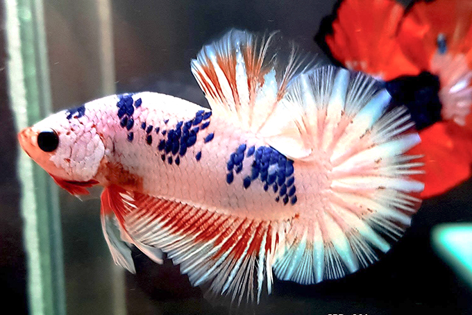 Cá Betta Fancy Copper