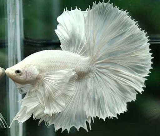 Cá Betta Dumbo White