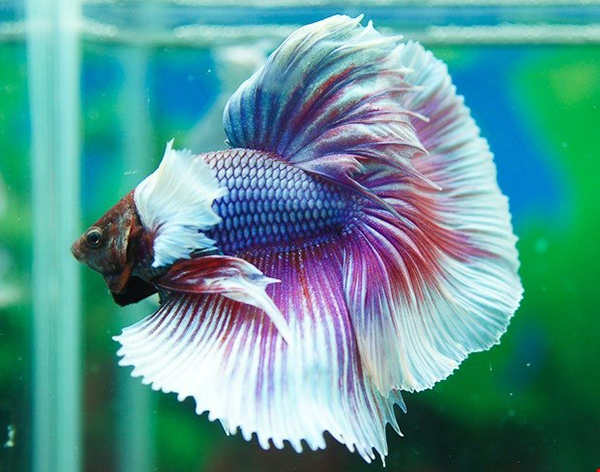 Cá betta Dumbo Halfmoon