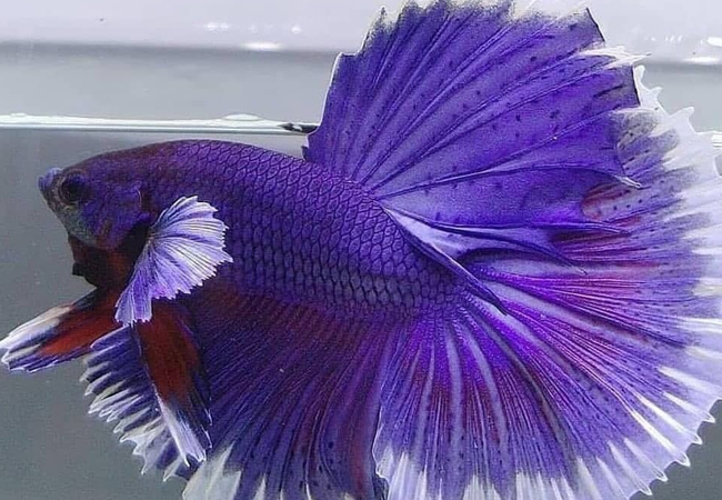 Cá betta Dumbo Halfmoon