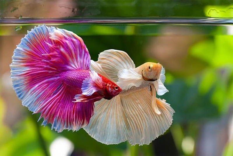 Cá betta Dumbo Halfmoon