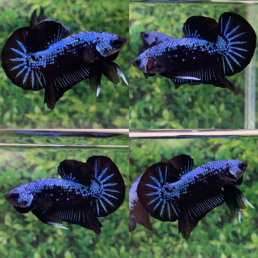 Cá betta Black Blue