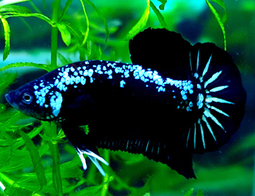 Cá betta Black Blue