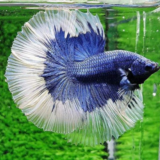 Cá betta Dumbo Halfmoon