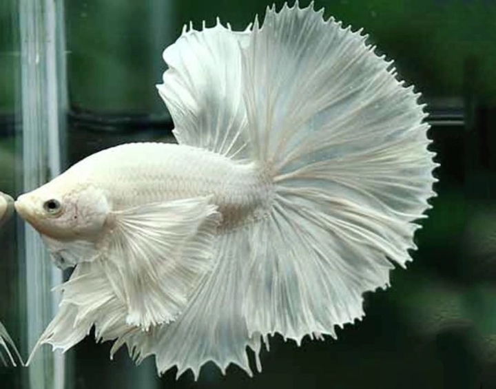 Cá betta Dumbo Halfmoon