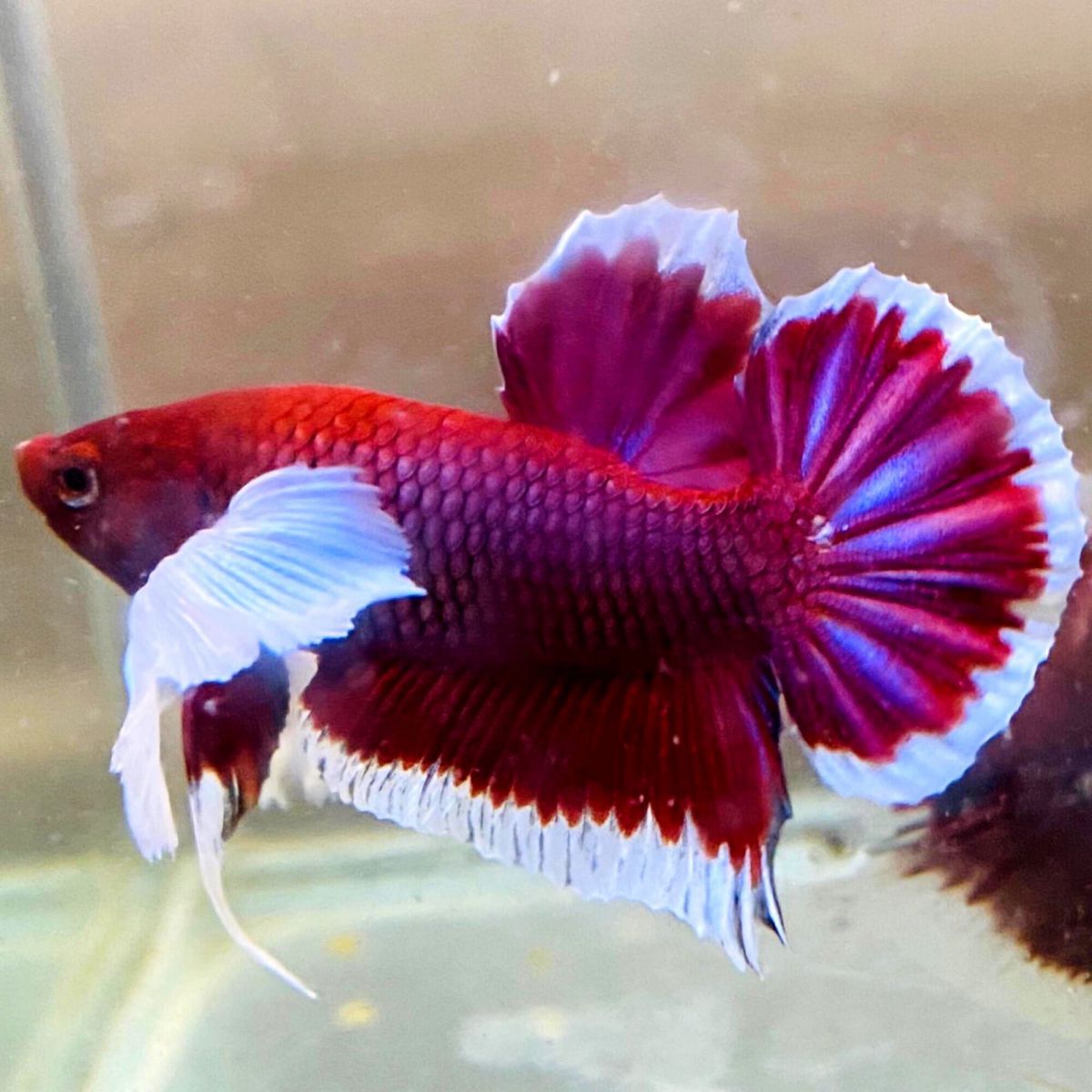 Cá betta Dumbo Lavender