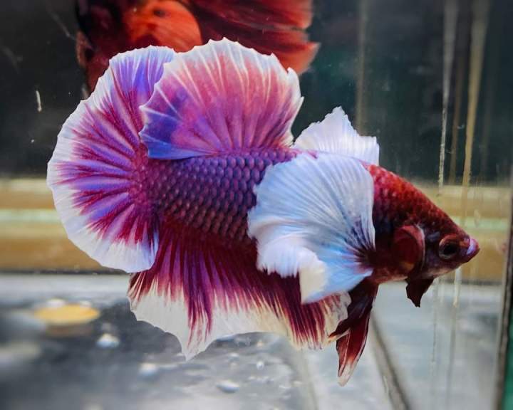 Cá betta Dumbo Lavender