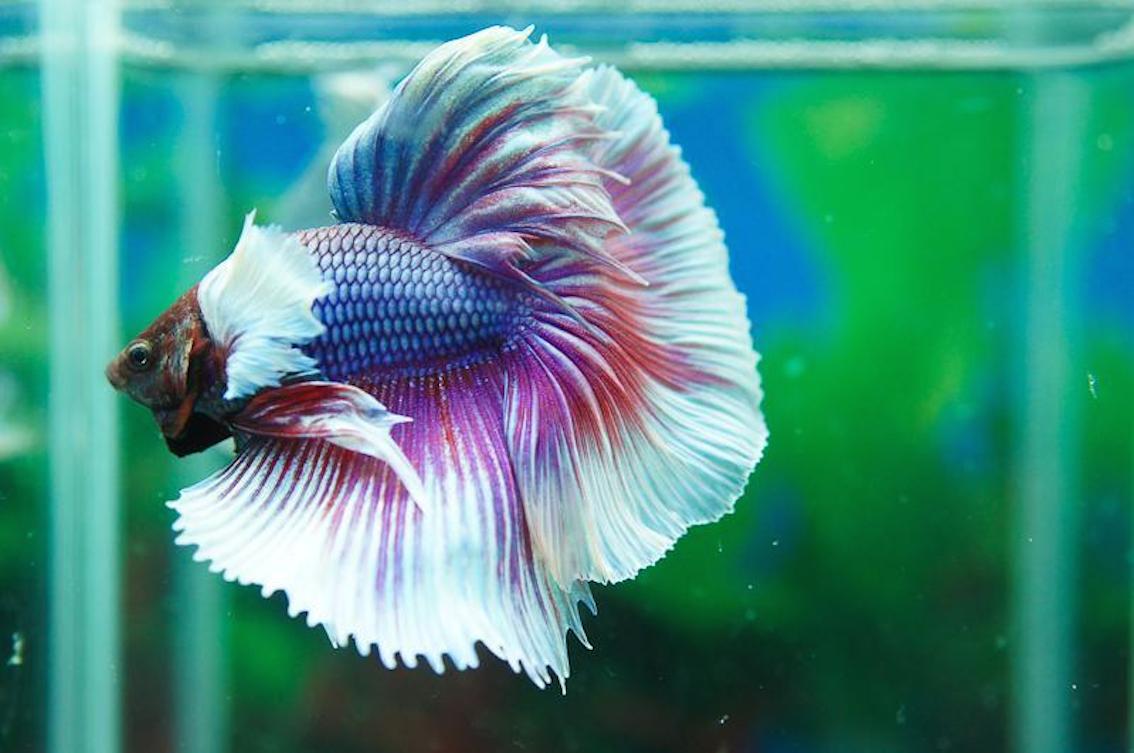 Cá betta Dumbo Lavender