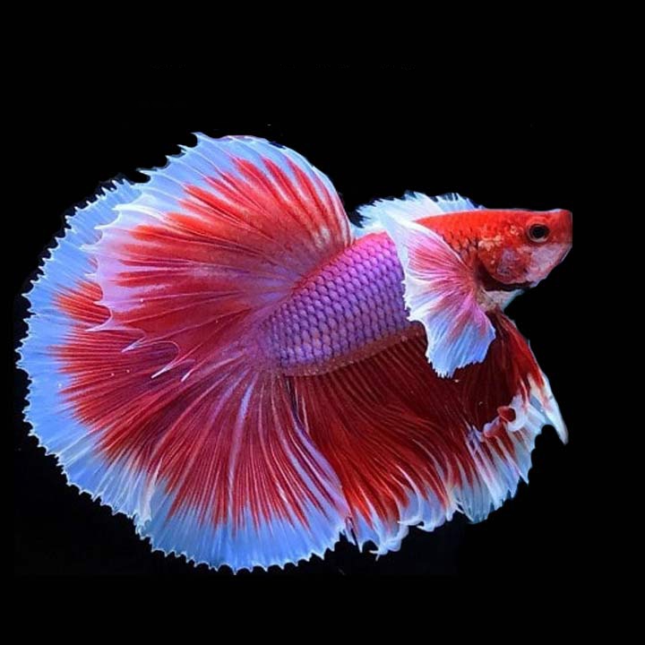 Cá betta Dumbo Lavender