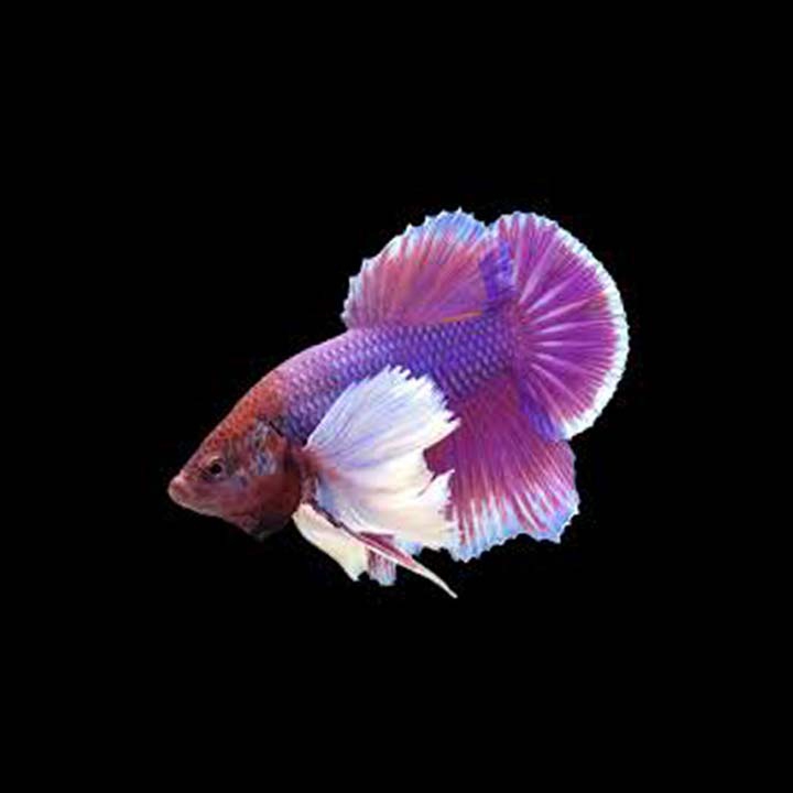 Cá betta Dumbo Lavender