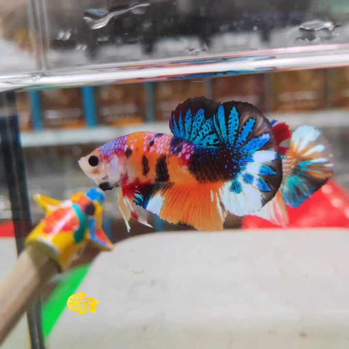 Cá Betta Koi Nemo Galaxy