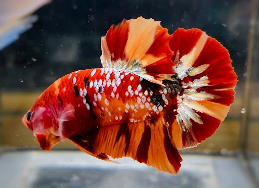 Cá Betta Koi Nemo Galaxy