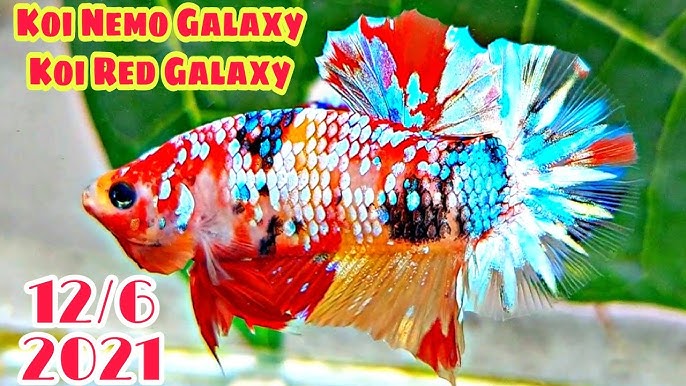 Cá Betta Koi Nemo Galaxy