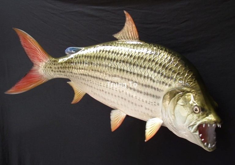 Cá hổ Tigerfish Goliath 