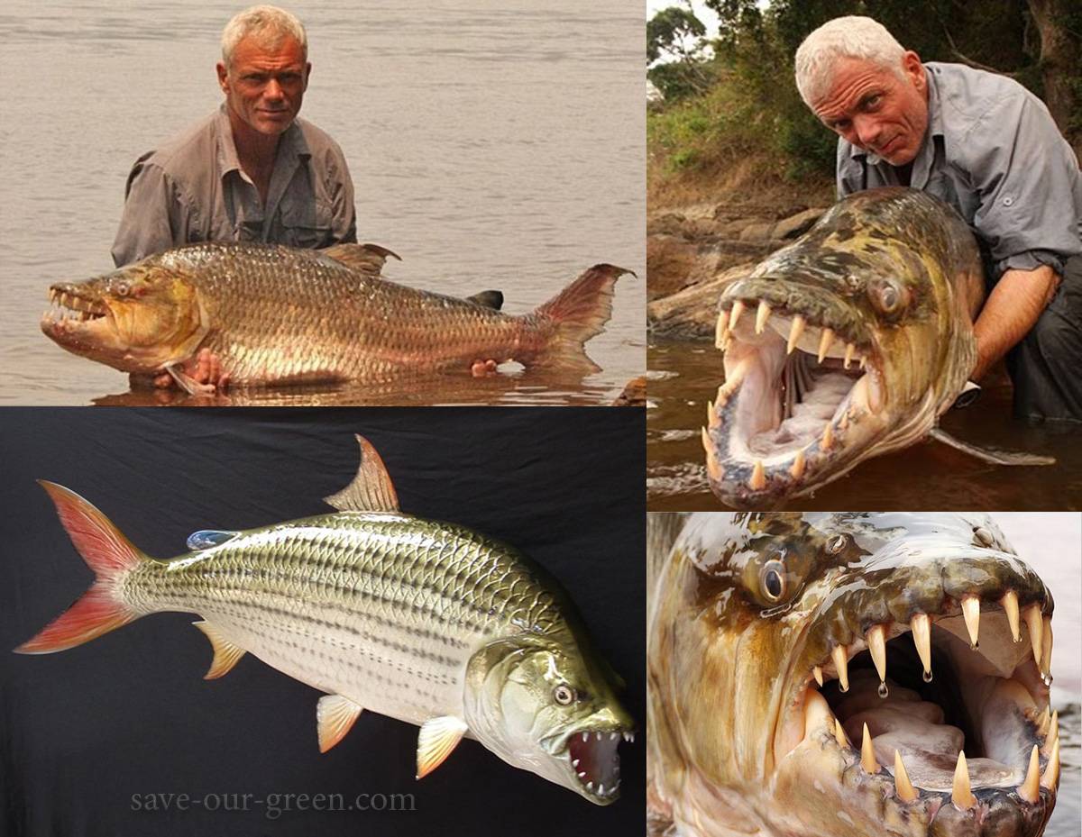 Cá hổ Tigerfish Goliath 