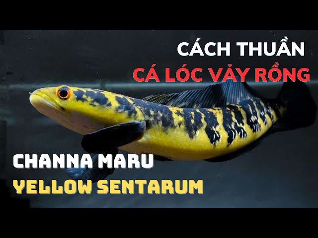 Cá lóc Yellow Sentarium size nhỏ