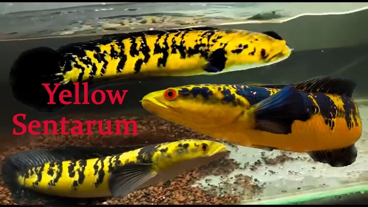 Cá lóc Yellow Sentarium size nhỏ