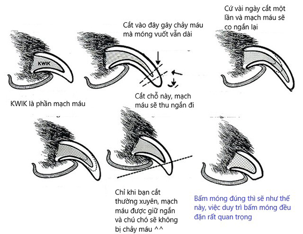 Các bước cắt móng cho mèo