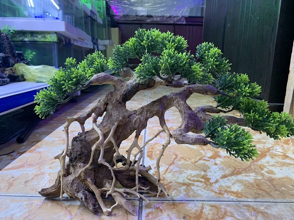 Cây Bonsai Dáng Ngã Trang Trí Hồ Cá