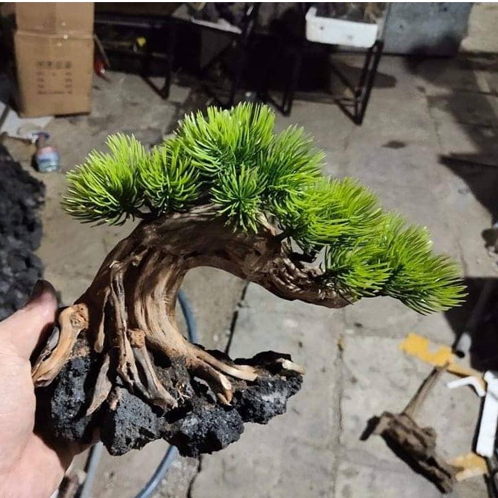 Cây Bonsai Dáng Ngã Trang Trí Hồ Cá