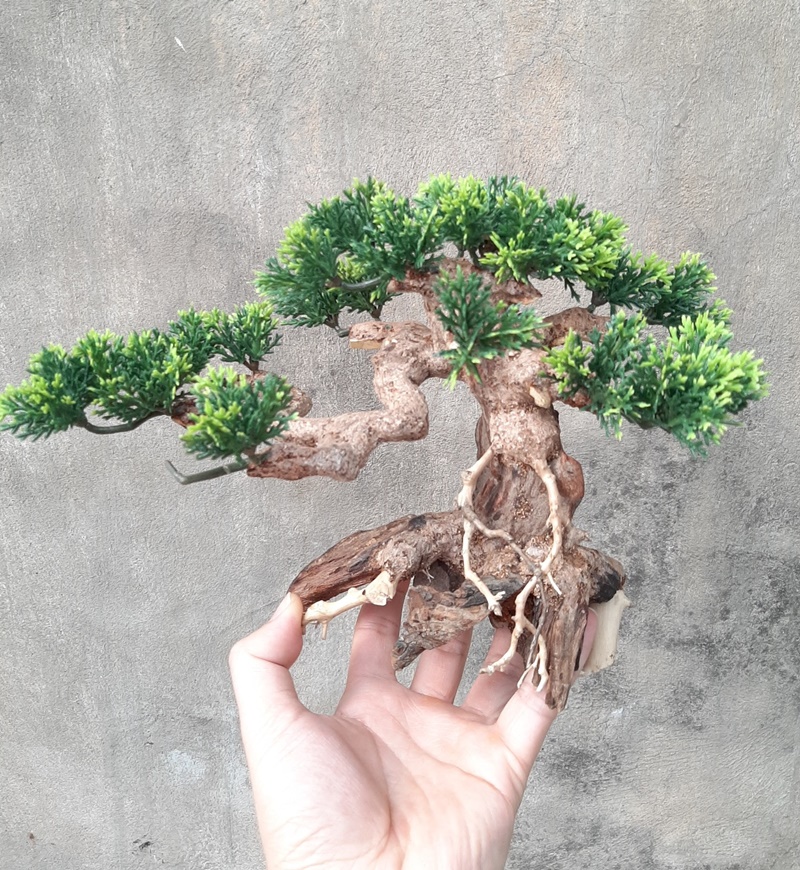 Cây Bonsai Dáng Ngã Trang Trí Hồ Cá