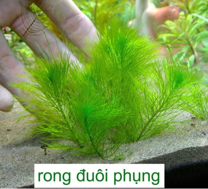 Cây Thủy Sinh Rong Đuôi Phụng