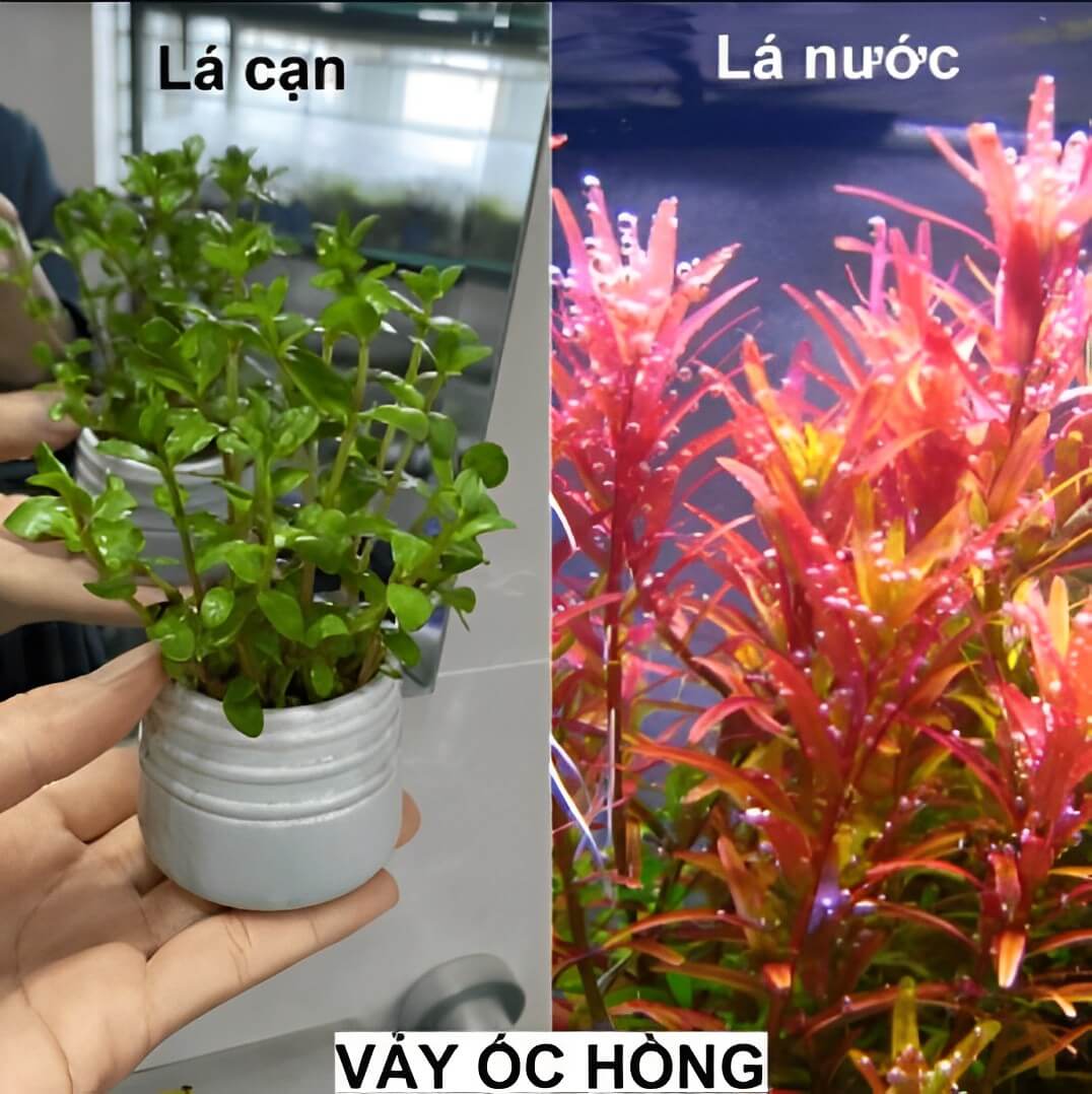 Cây Thủy Sinh Vảy Ốc Hồng